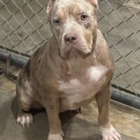 4Boi Kennel Angel Reese