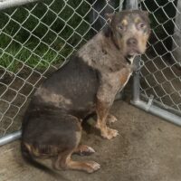 4Boi Kennel Meagan Good