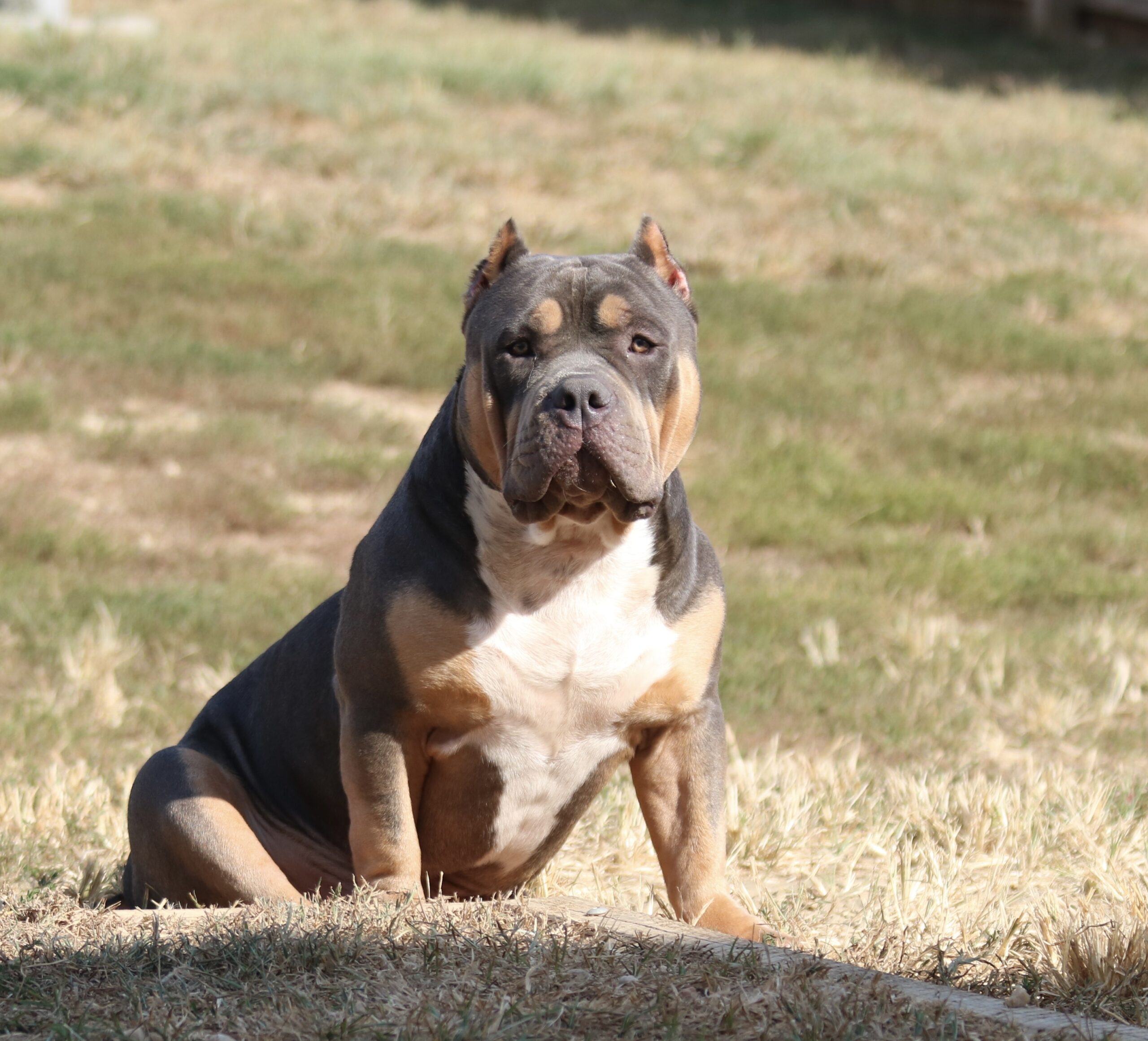Dog Featured Image