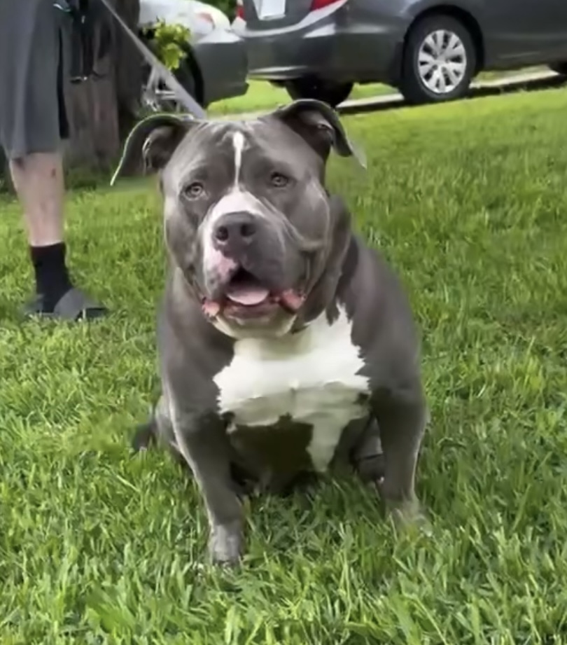 Dog Featured Image