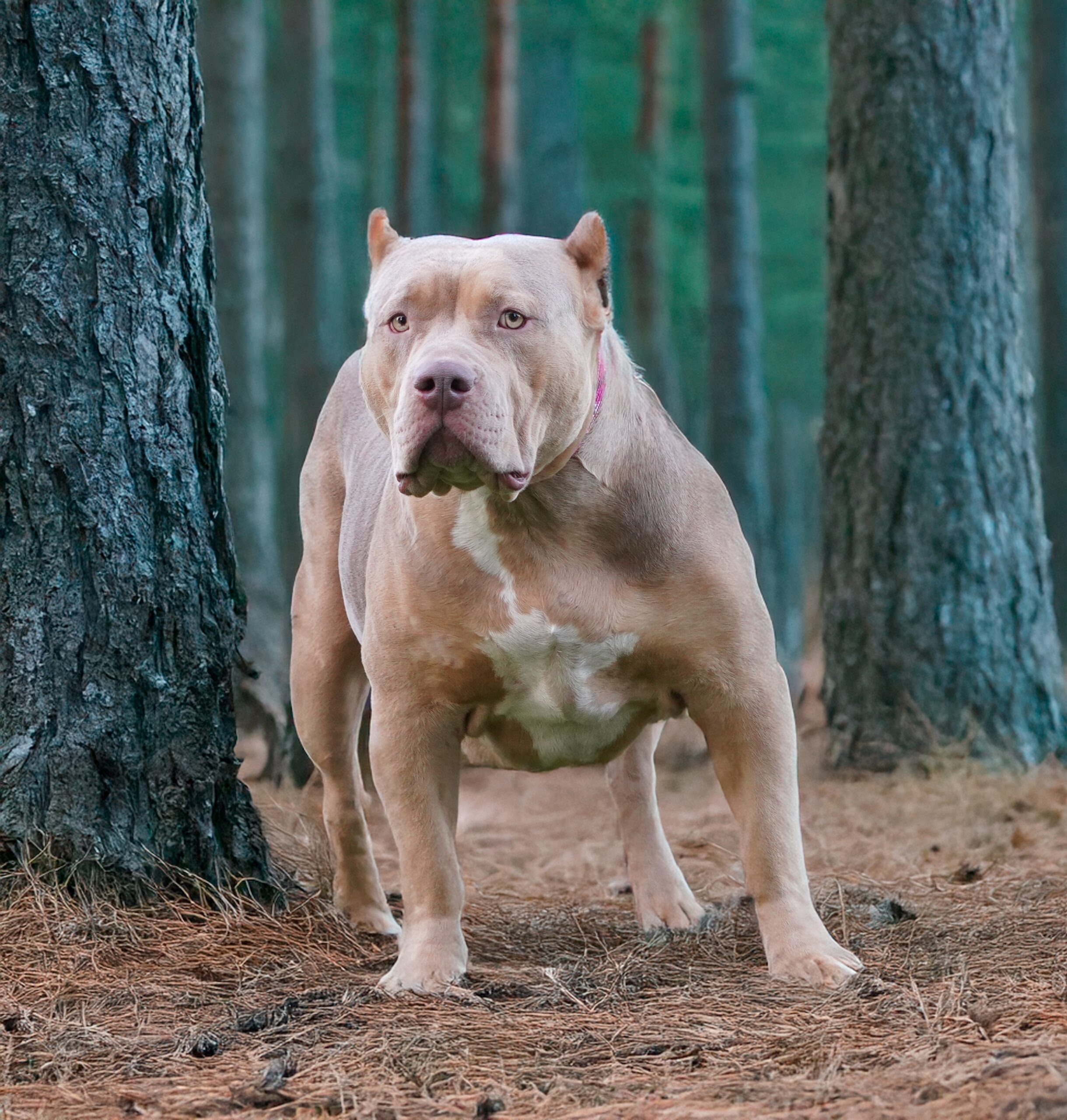 Dog Featured Image
