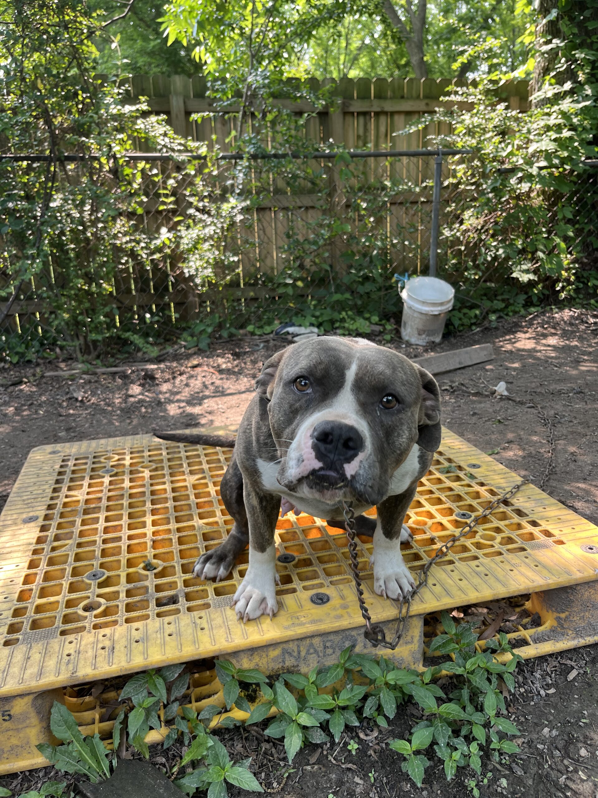 Dog Featured Image