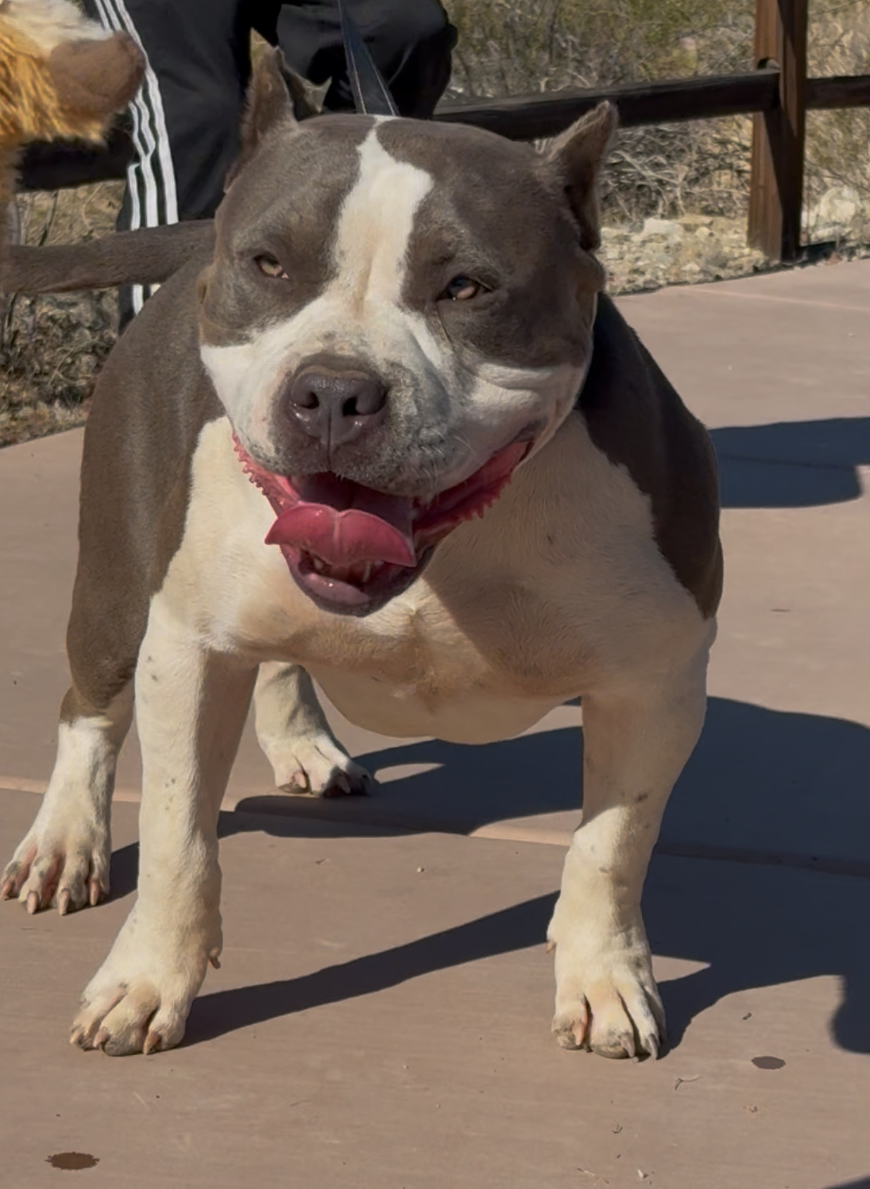 Dog Featured Image