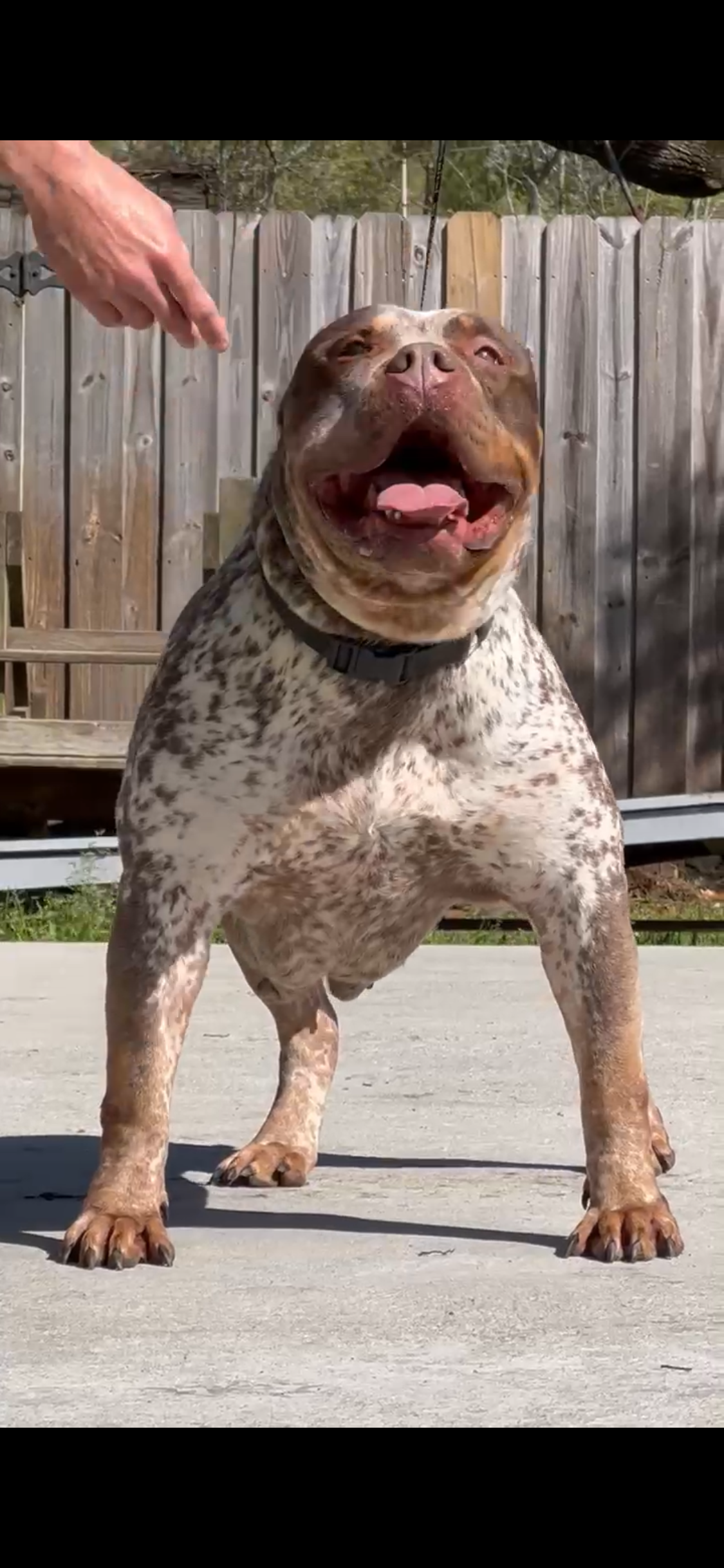 Dog Featured Image