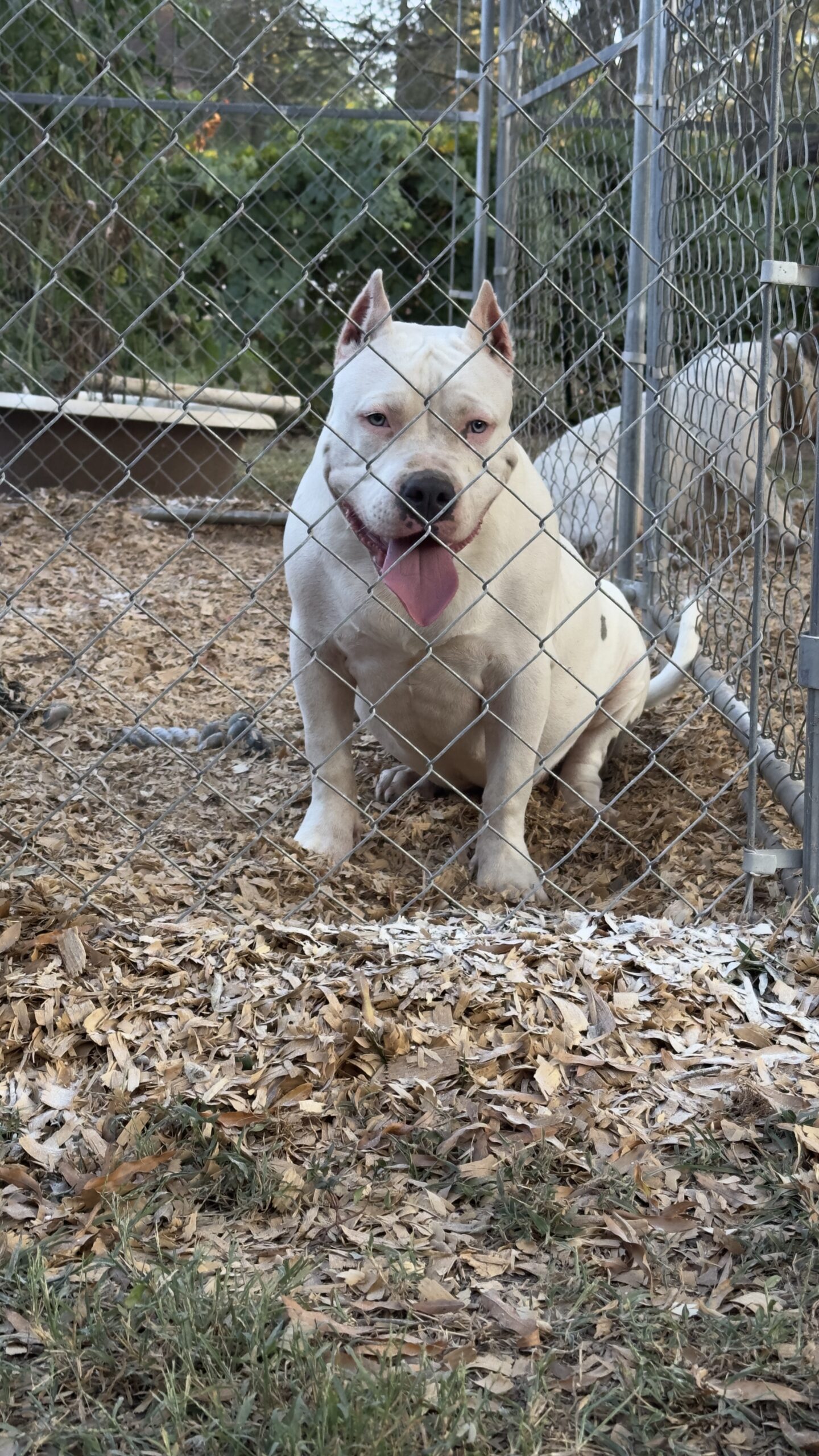 Dog Featured Image