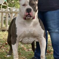 BCB’s WhoDat of Abrams’s Bullies