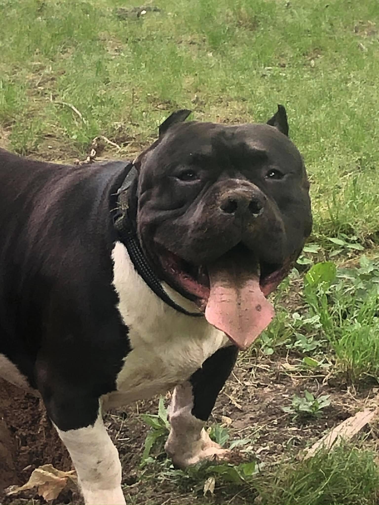Dog Featured Image