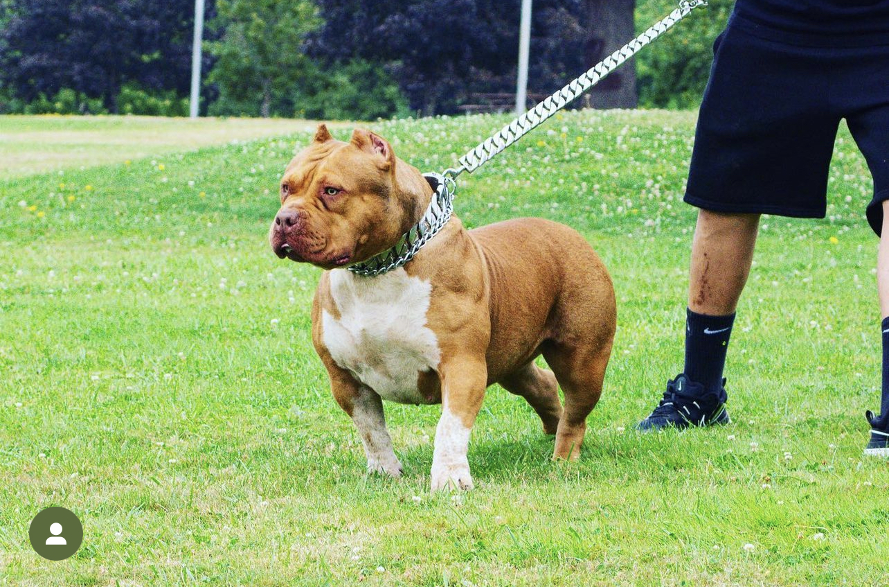 Dog Featured Image