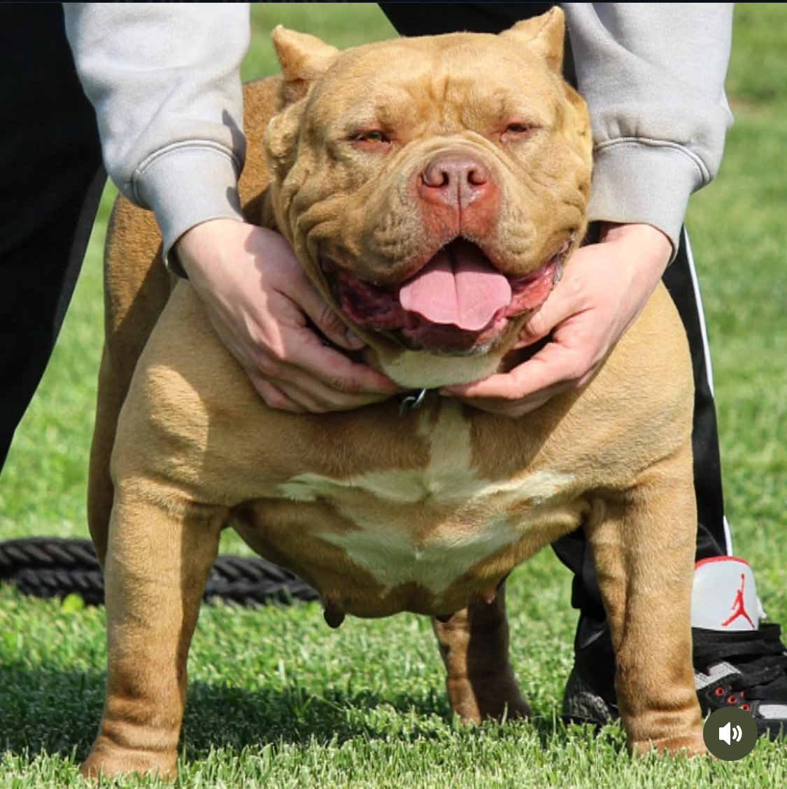 Dog Featured Image