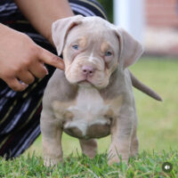 Taurusline’s Apollo