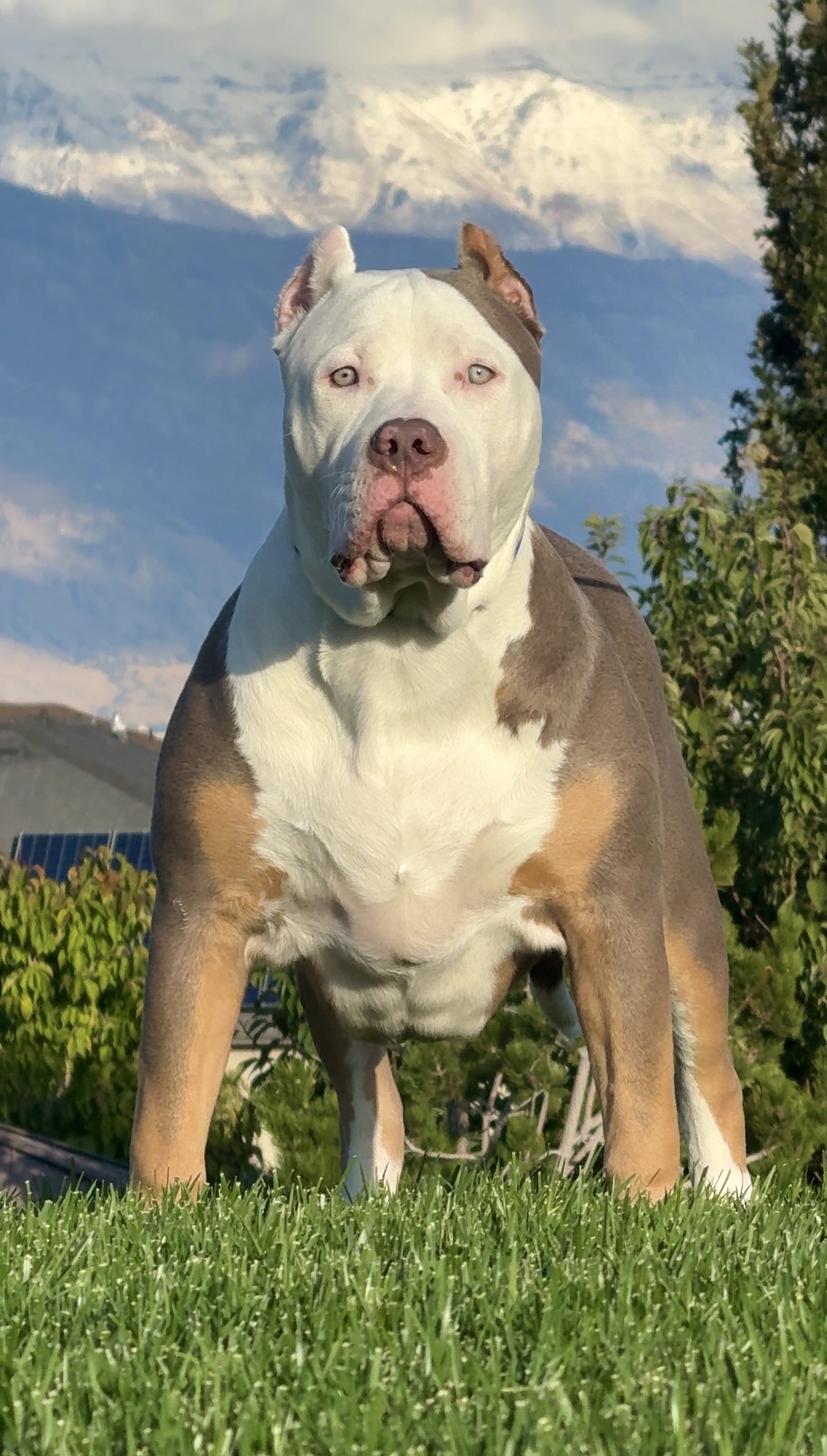Dog Featured Image