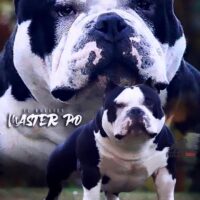 JZ Bullies Master Po