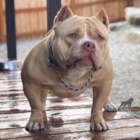 JZ Bullies Princess Xena