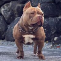 TheeBullco’s NIKE of JZ Bullies
