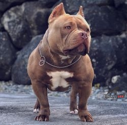 Dog Featured Image