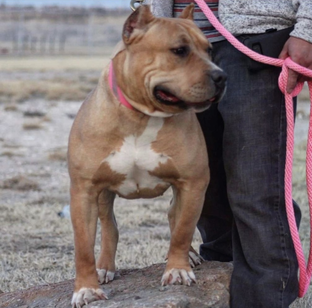 Dog Featured Image