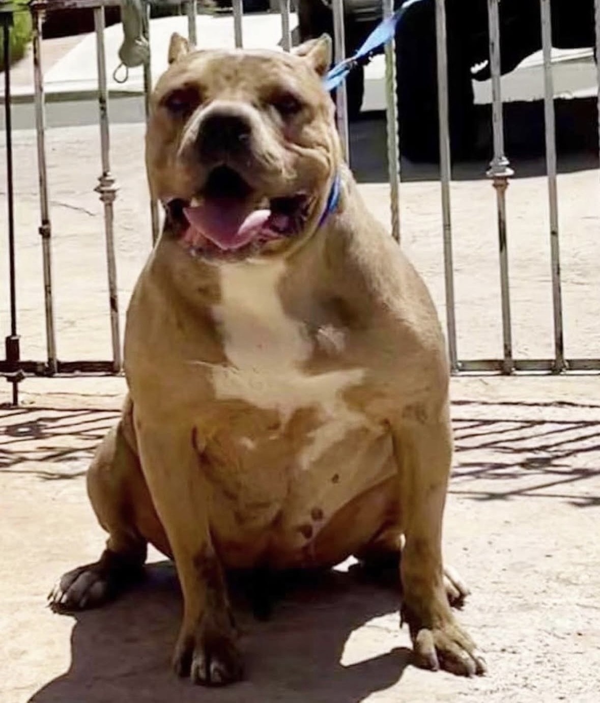 Dog Featured Image