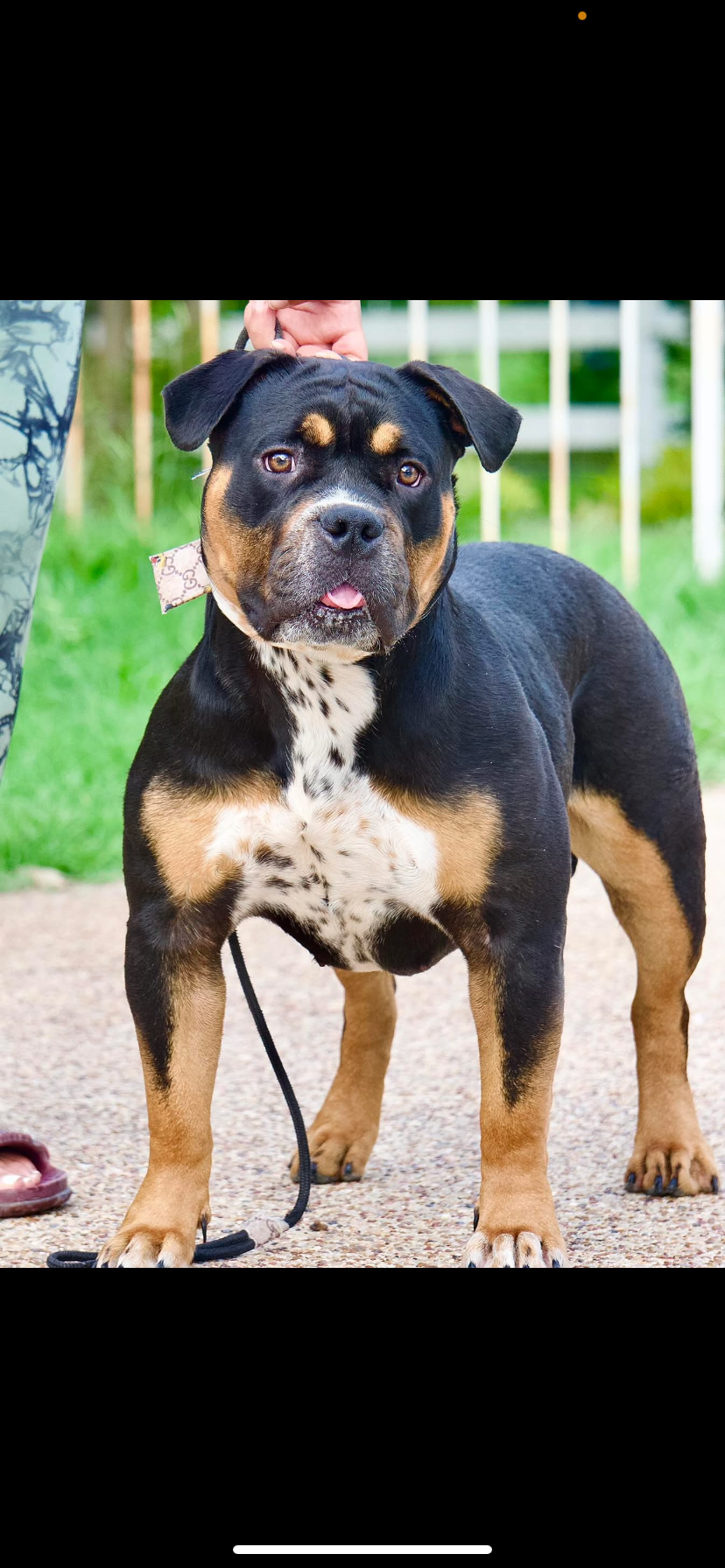 Dog Featured Image