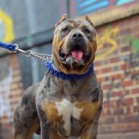 Bossy’s Raja