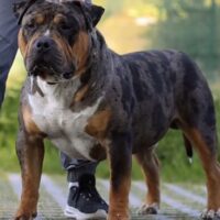 Bully Republic ASLAN