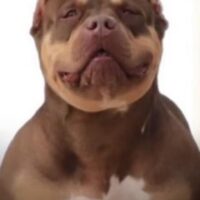 BullyBlock’s Coco Chanel