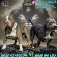 Dog Featured Image