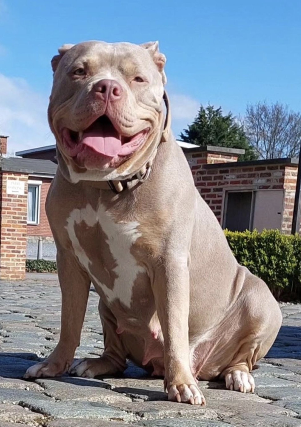 Dog Featured Image