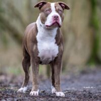 Bato XL Bullyz NAIROBI