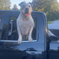 Get Live Kennels Rumor