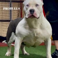 ProBulls SnowBall