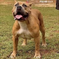 ProBulls Darby