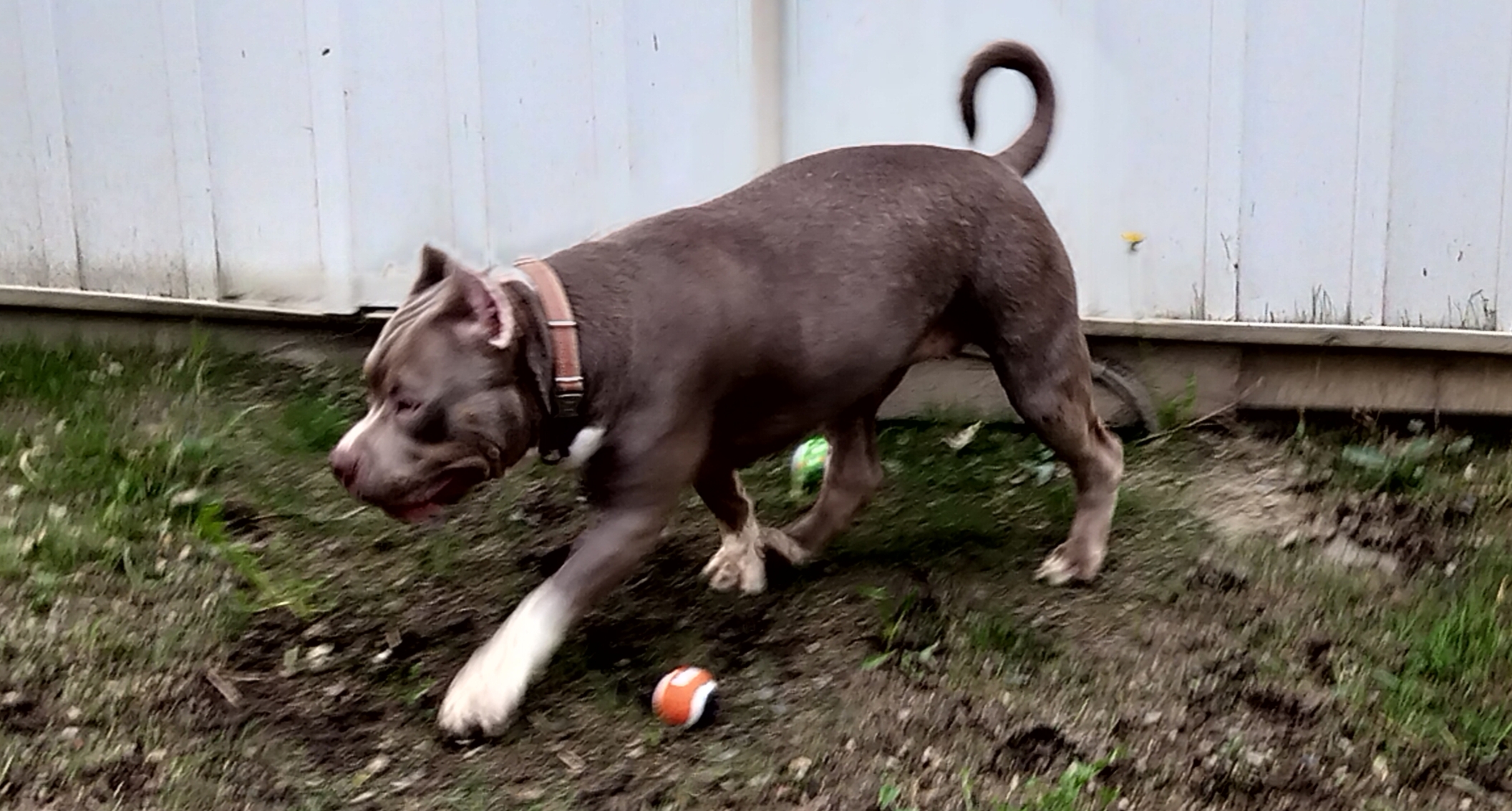 Dog Featured Image