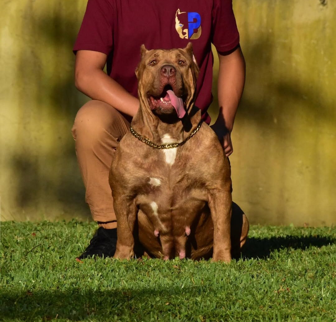 Dog Featured Image