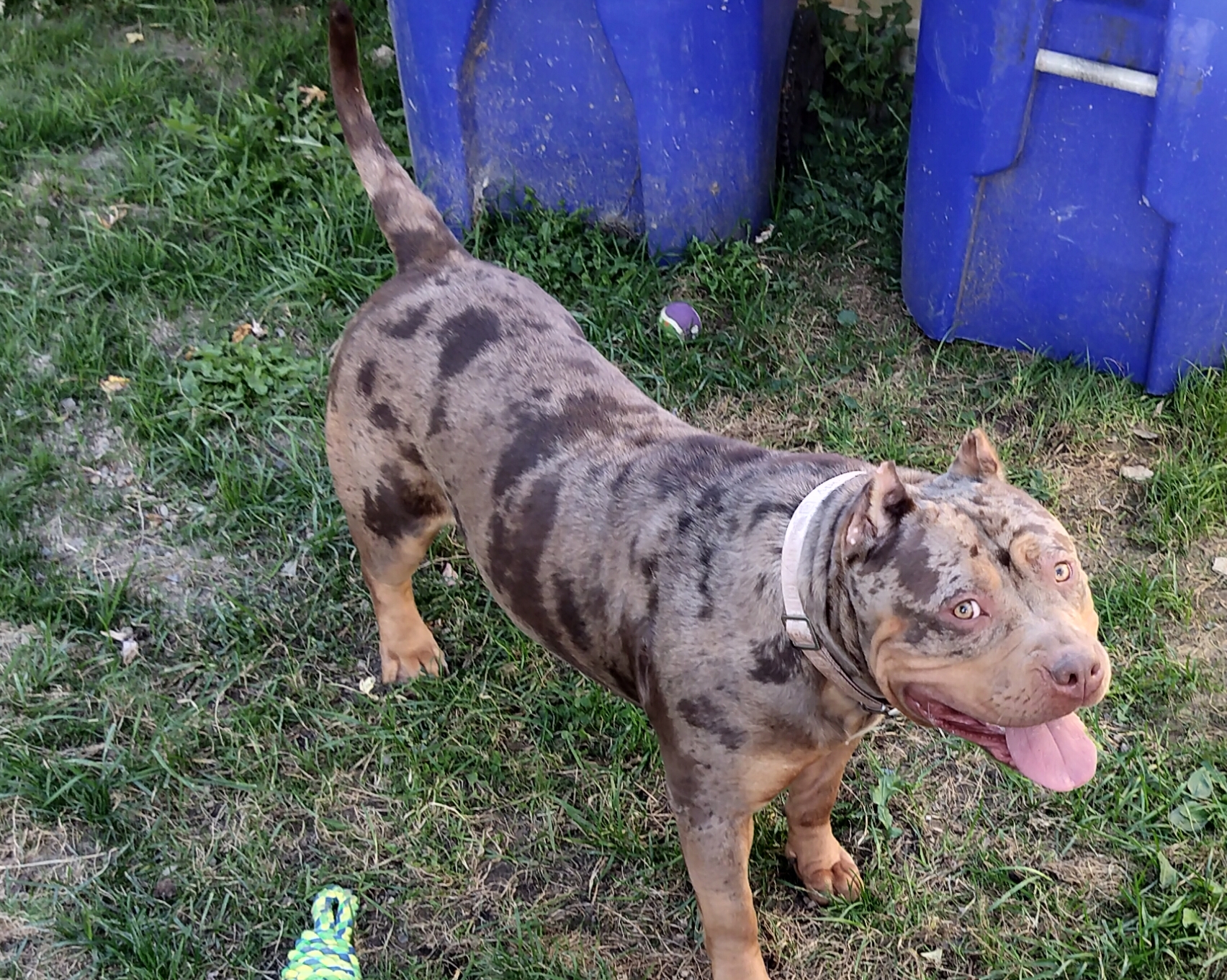 Additional Dog Image