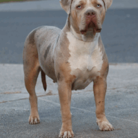 MDB_Lola