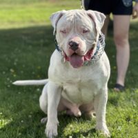 Dog Featured Image