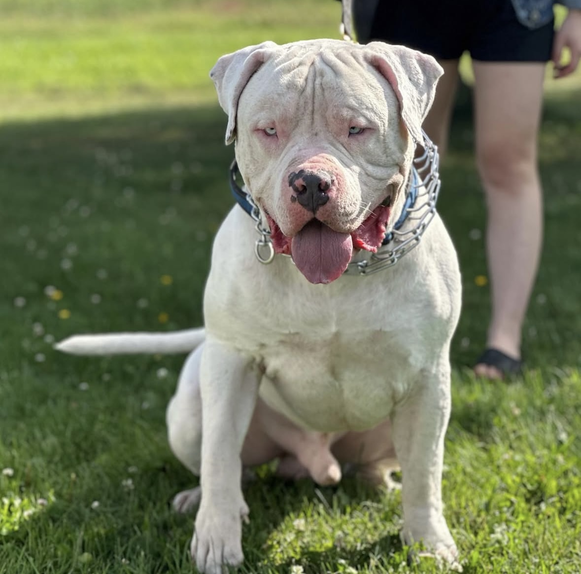 Dog Featured Image