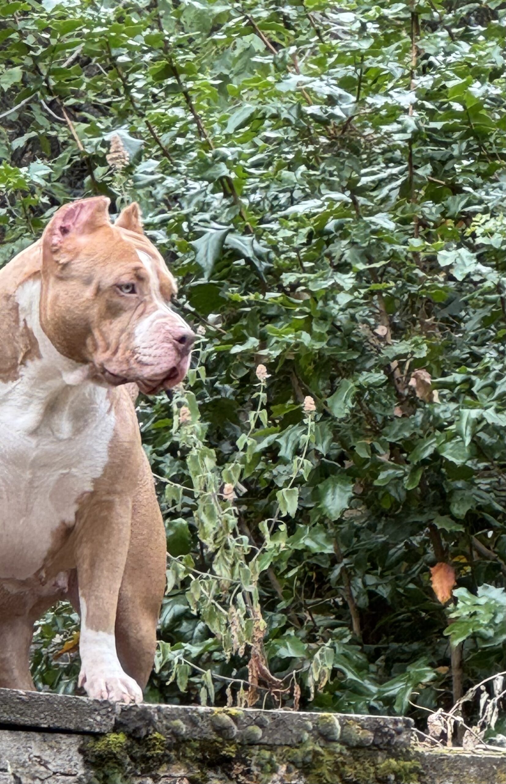 Dog Featured Image