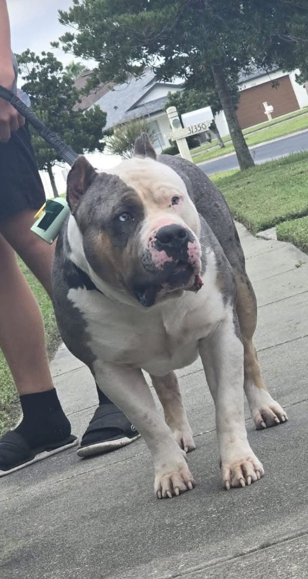 Dog Featured Image