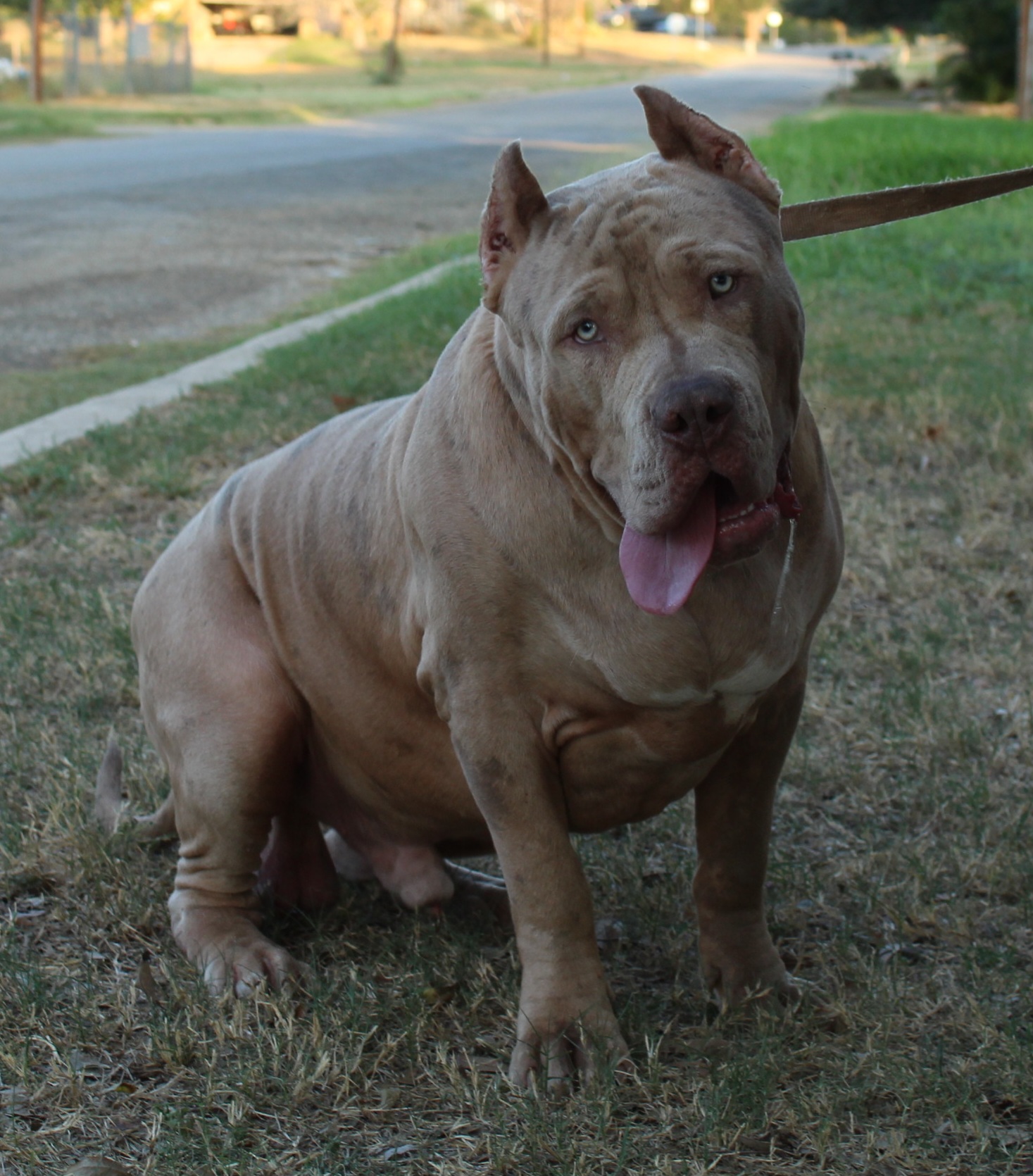 Dog Featured Image