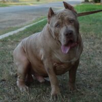 Trucking Bully kennels Zues
