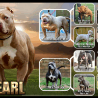 TopDogBullies Pearl Rare Gem