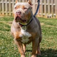 Tribully Kingdoms’s Bonnie Lou of DZB