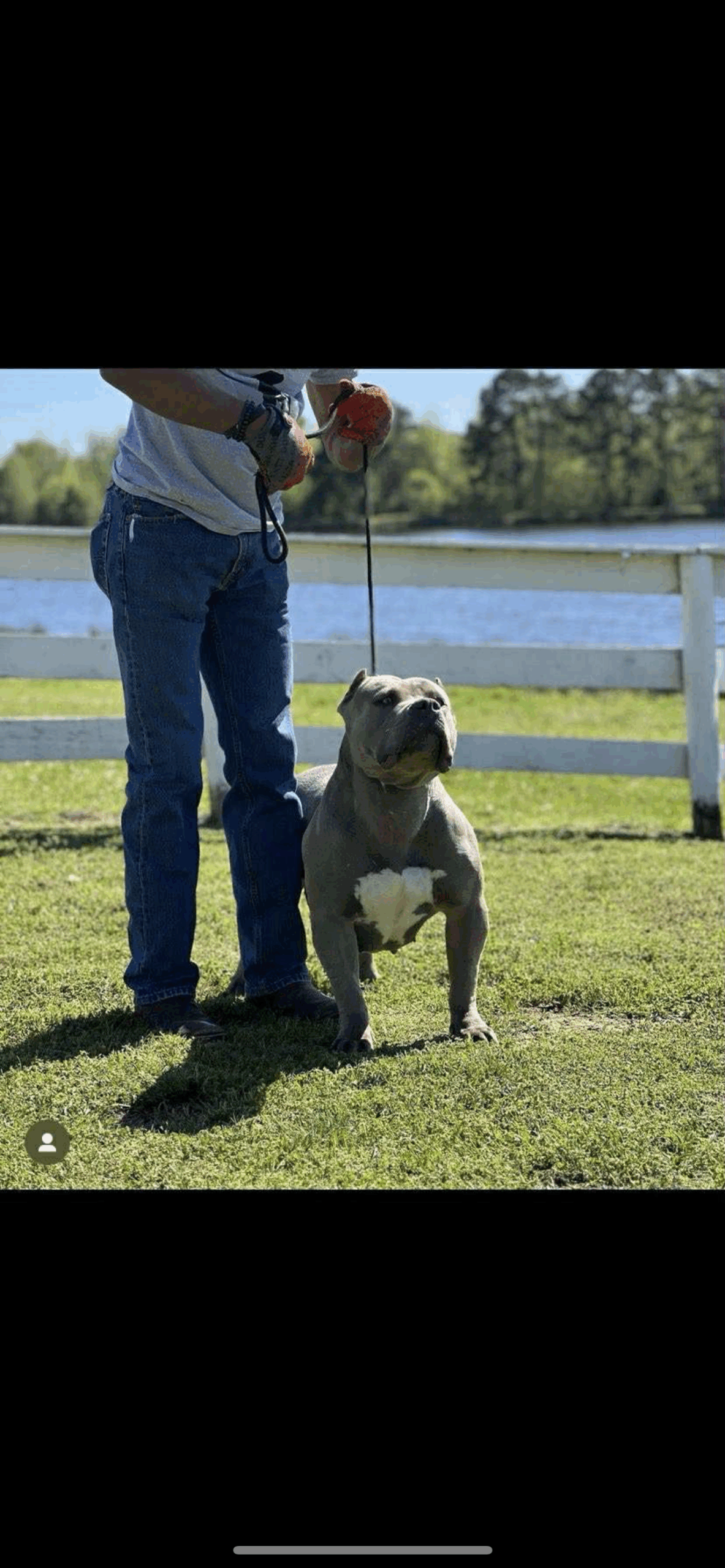 Dog Featured Image