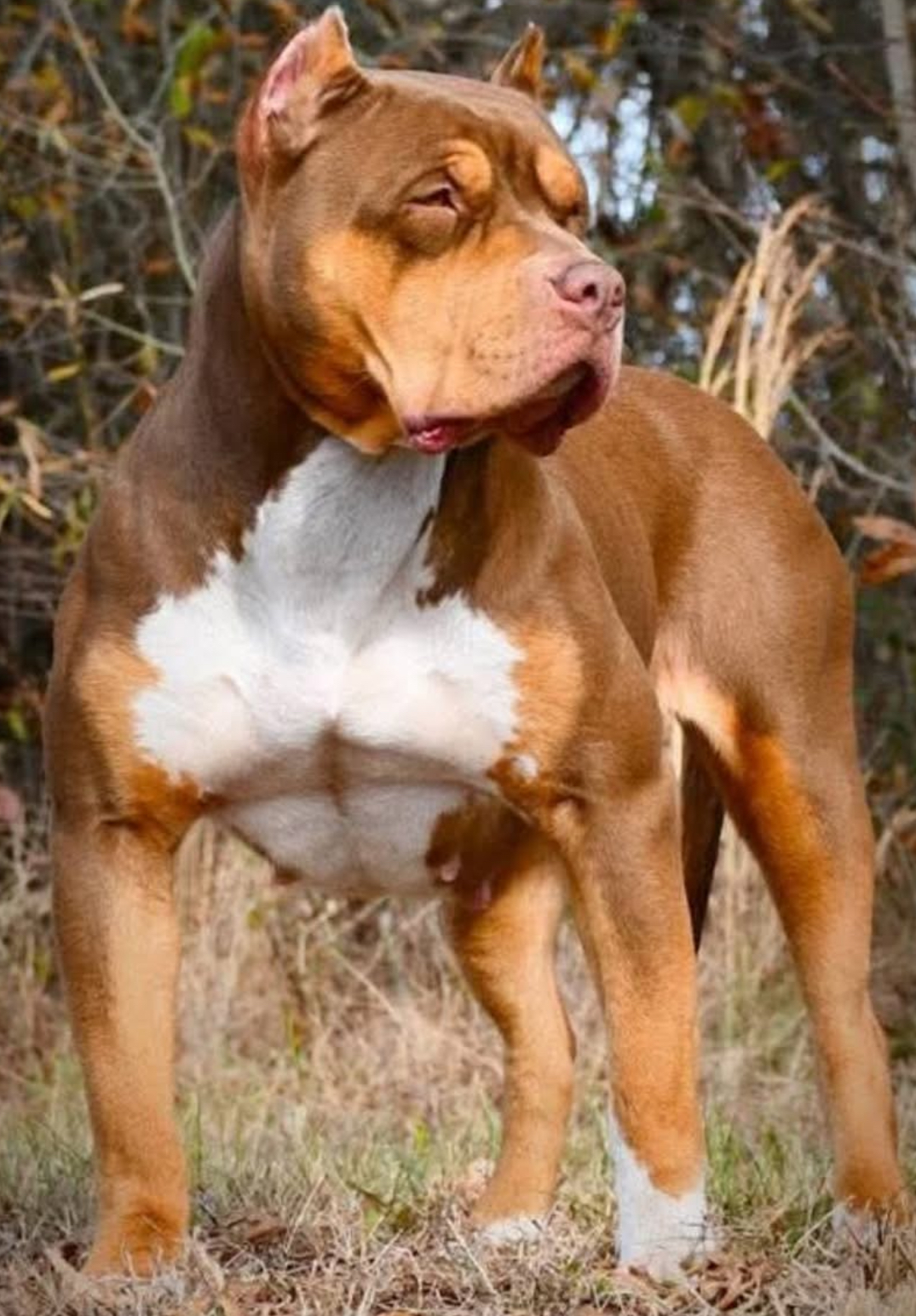 Dog Featured Image
