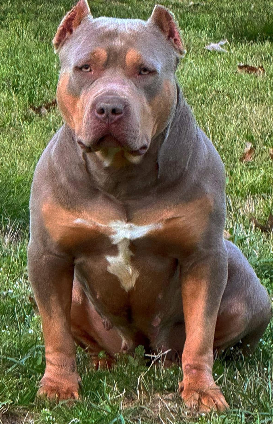 Dog Featured Image