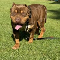 Dog Featured Image