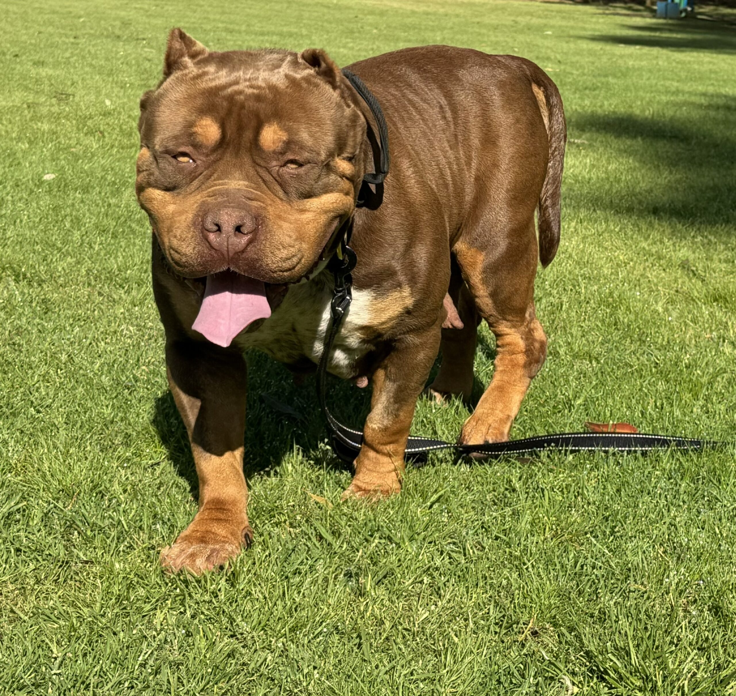 Dog Featured Image