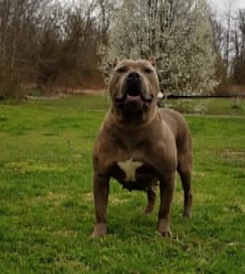 Dog Featured Image