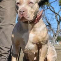 Dapperbullies Tia